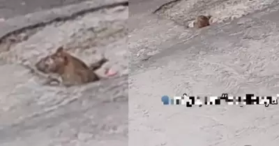 Rata / capibara
