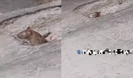 Rata / capibara