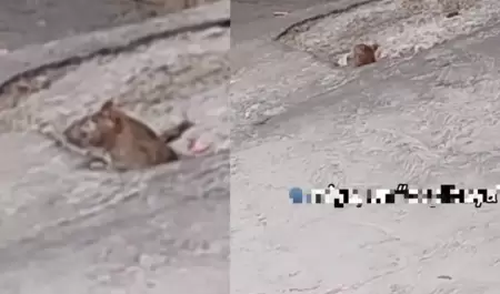 Rata / capibara