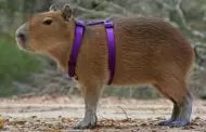 Un capibara como mascota: est permitido?