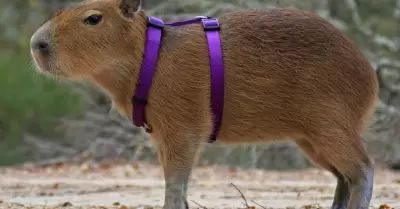 Capibara