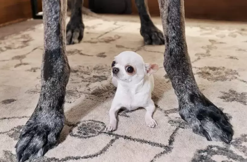 El perritoms alto del mundo y el ms pequeo