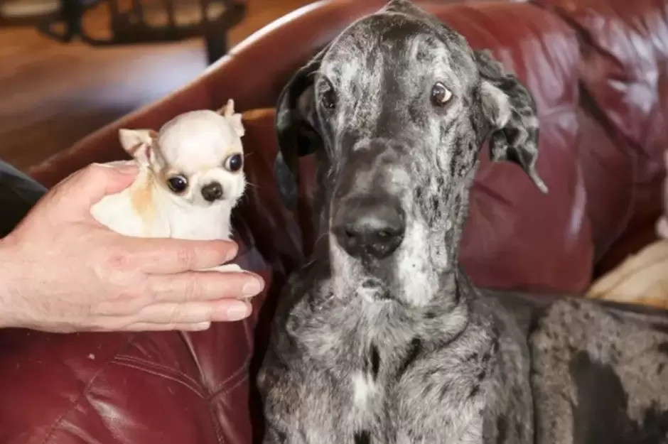 El perritoms alto del mundo y el ms pequeo