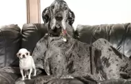 El perritoms alto del mundo y el ms pequeo se conocen