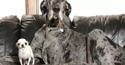 El perrito más alto del mundo y el más pequeño