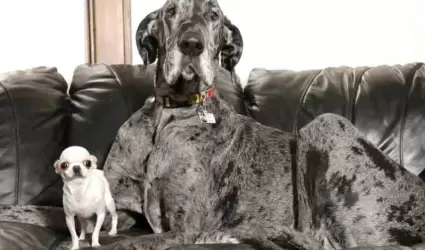 El perrito más alto del mundo y el más pequeño