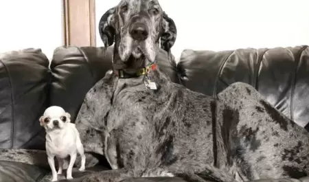 El perritoms alto del mundo y el ms pequeo