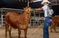 VIDEO As naci la feria ganadera ms importante del norte del pas