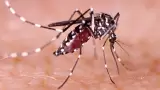 Dengue