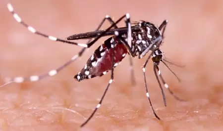 Dengue
