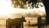 Vaca, ganaderos