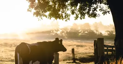 Vaca, ganaderos