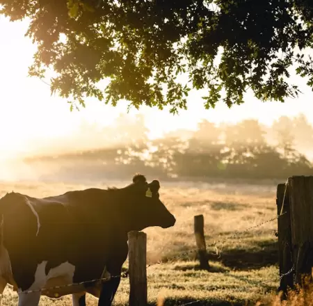 Vaca, ganaderos