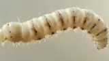 gusano barrenador