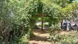 Bosque de la Alegría