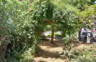 Bosque de la Alegra, una prueba de que los rboles disminuyen la temperatura ambiental