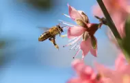 Día Mundial de las Abejas 2025