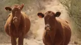Ganado, vacas