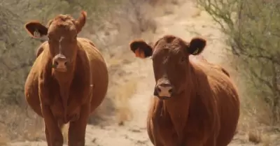 Ganado, vacas