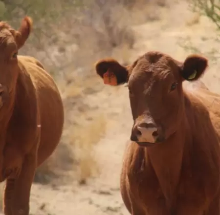 Ganado, vacas