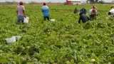 Jornaleros agrícolas