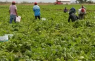 Organiza sindicato Salvador Alvarado campaña de vacunación para jornaleros agrícolas