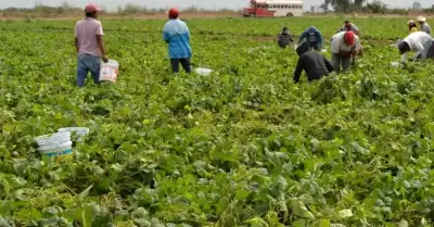 Jornaleros agrícolas