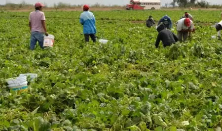 Jornaleros agrícolas