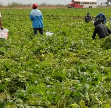 Jornaleros agrícolas