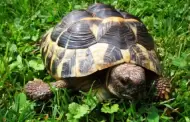 Hoy es el Día Mundial de la Tortuga