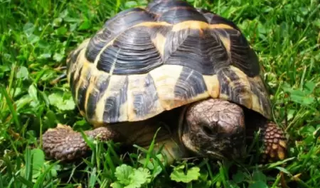 Tortuga