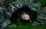¿Puedes tener un ajolote como mascota?