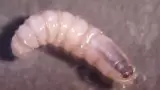 Gusano barrenador