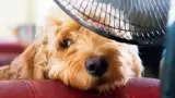 Mascota calor