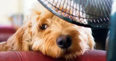 Mascota calor