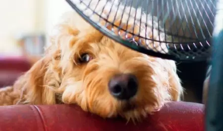 Mascota calor