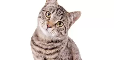 Gato