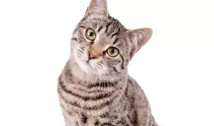 Gato