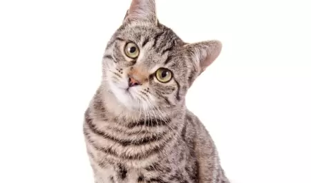 Gato
