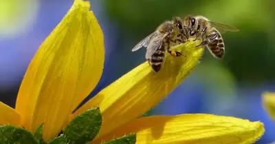 Abejas, apcola