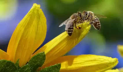 Abejas, apcola