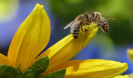 Abejas, apcola