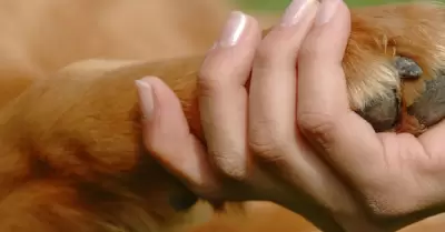 Animal