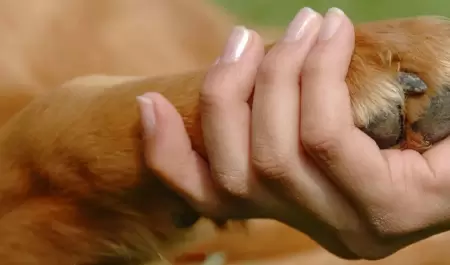 Animal