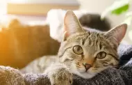 Por qu te "amasan" los gatos?