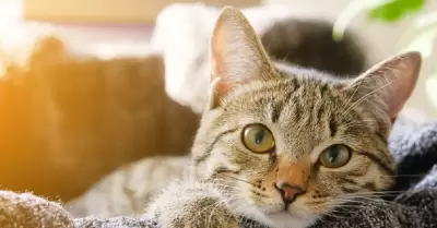 Gato