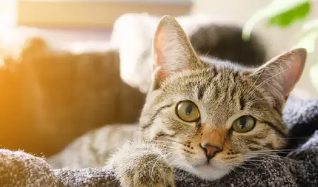 Gato