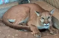 Aseguran un puma y 6 jabales tras cateo en Magdalena