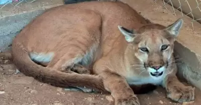 Puma