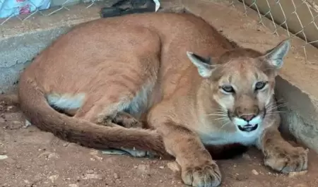 Puma